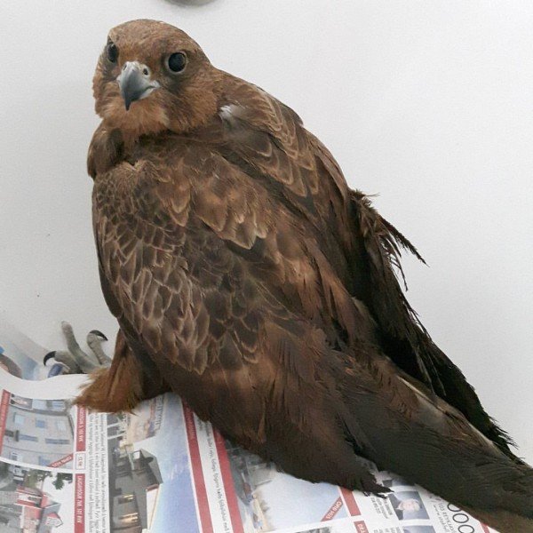 Fálkaungi fangaður á Þórshöfn