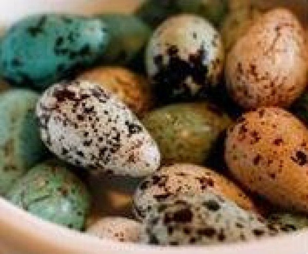 Bjargsig og eggjatínsla í fréttum