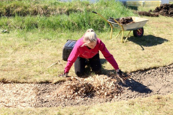 Erna Ólöf að dreifa spæni yfir göngustíginn