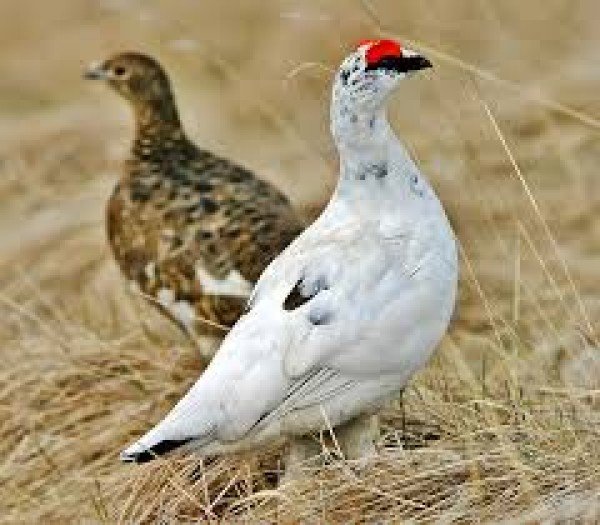 Ein er upp til fjalla...