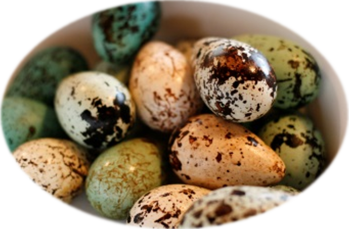 Eggjaveisla á sjómannadaginn