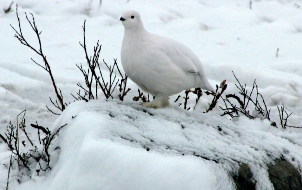 Hvatning til rjúpnaveiðimanna
