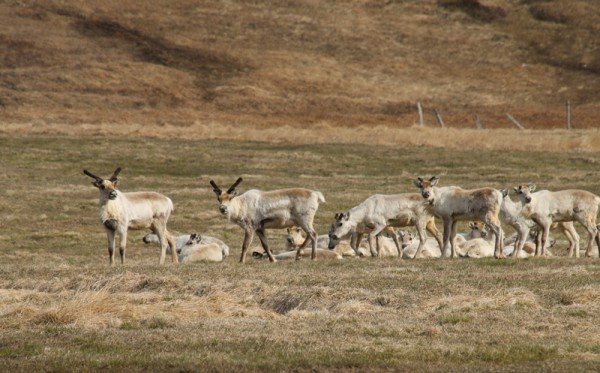 Hreindýr nærri Þórshöfn