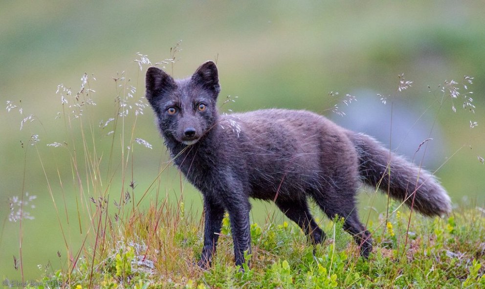 Reglur um refaveiðar 2020