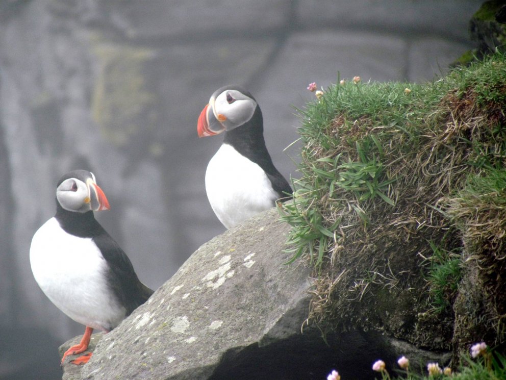 Úthlutanir um bjargnytjar 2022