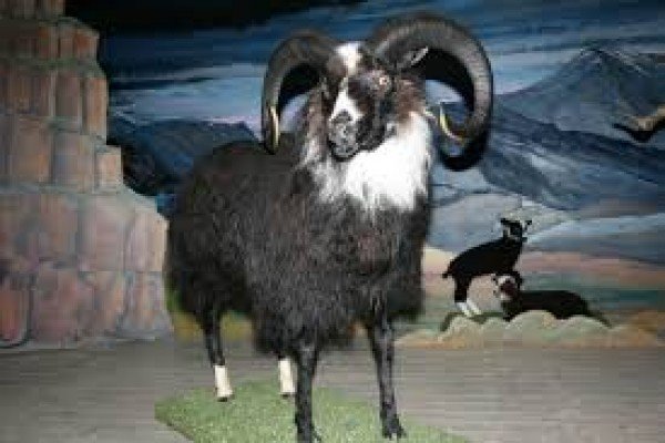 Ólöf Nordal í Forystusetri