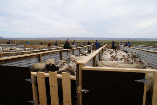 Réttir í Langanesbyggð