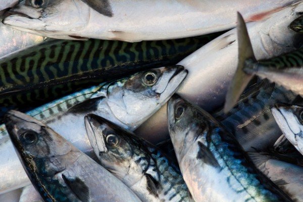 Áhrif frystingar á gæði makríls