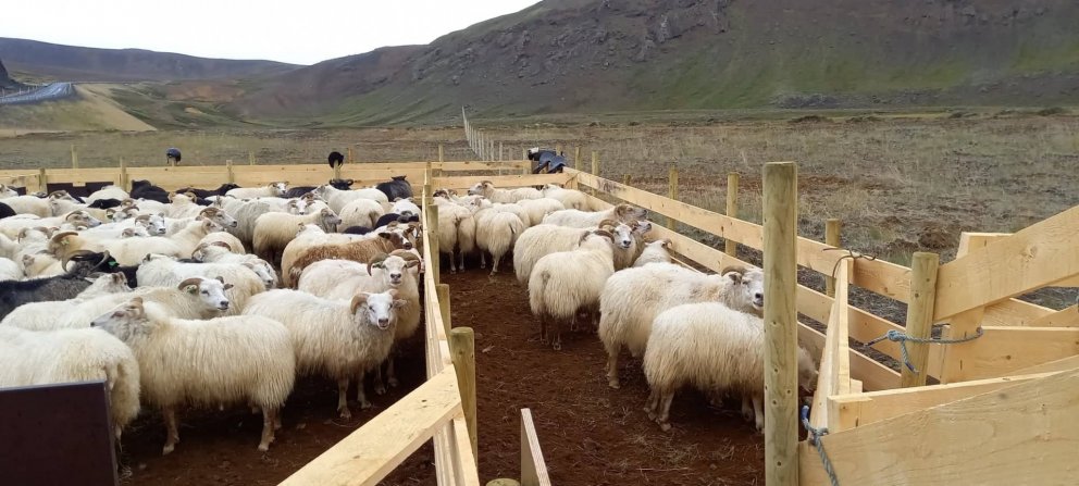 Dagsetningar á fjárréttum