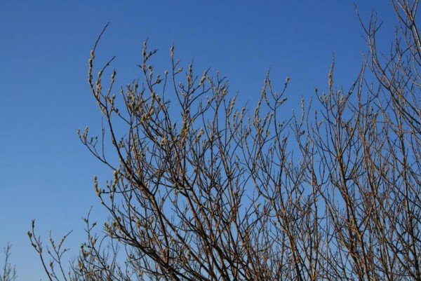 Losun garðaúrgangs á Bakkafirði