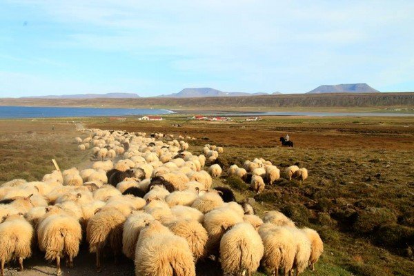 Ný dagsetning á Smalabitanum