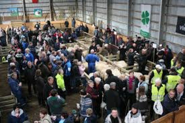 Hrútadagurinn á Raufarhöfn í dag