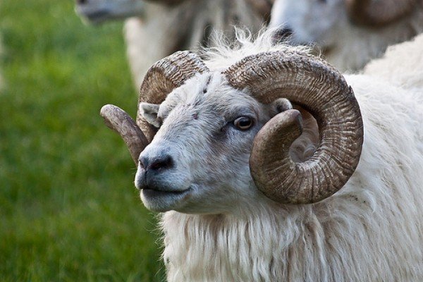 Mánuður í Hrútadaginn