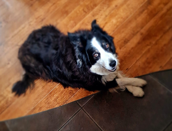 Hunda- og kattahreinsun