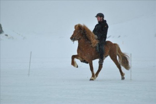 Ís-Landsmót á Syðra-Lóni