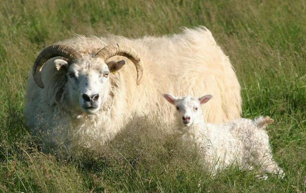 Opinn fundur um fjallskil 8. júní n.k.