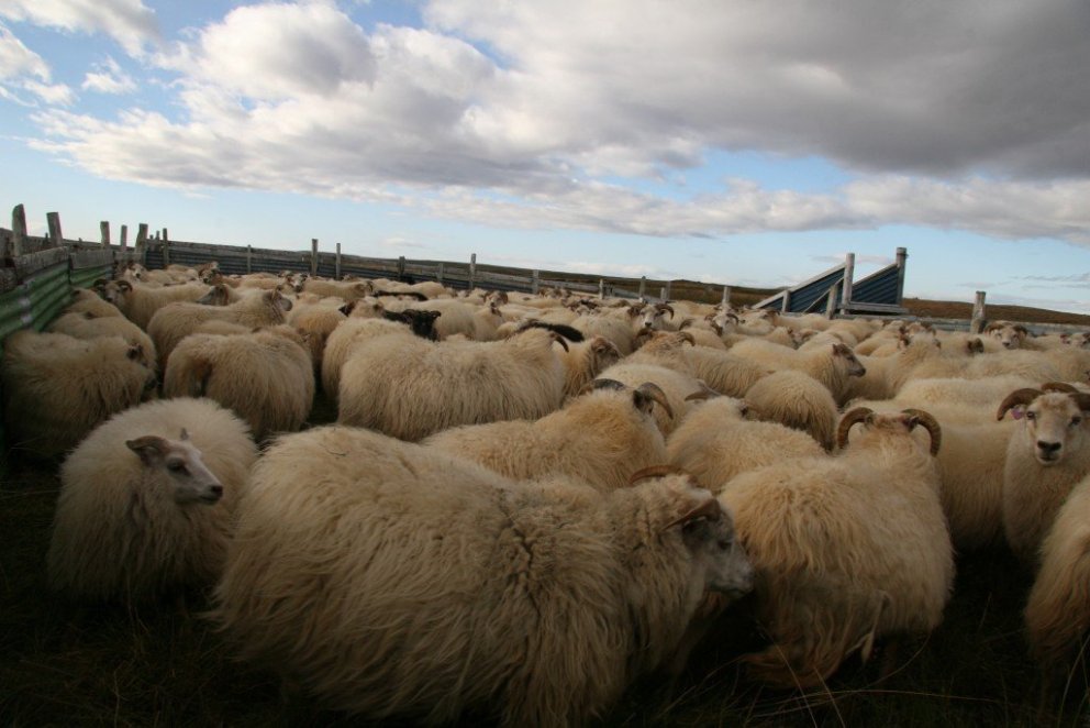 Dagsetning rétta í Langanesbyggð