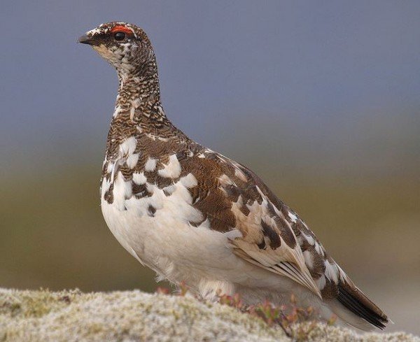 Sumar í lífir rjúpunnar - hádegis fyrirlestur á Bárunni