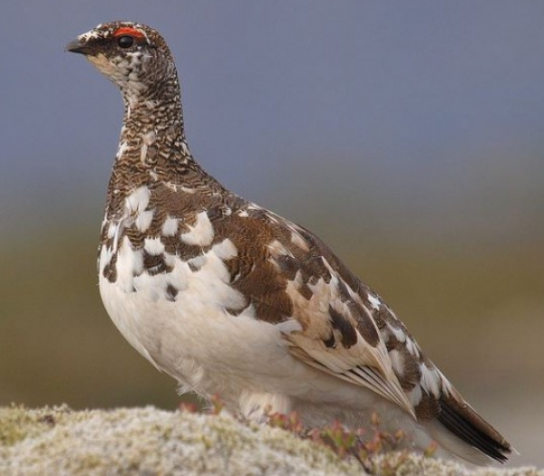 Rjúpnaveiðibann landeigenda