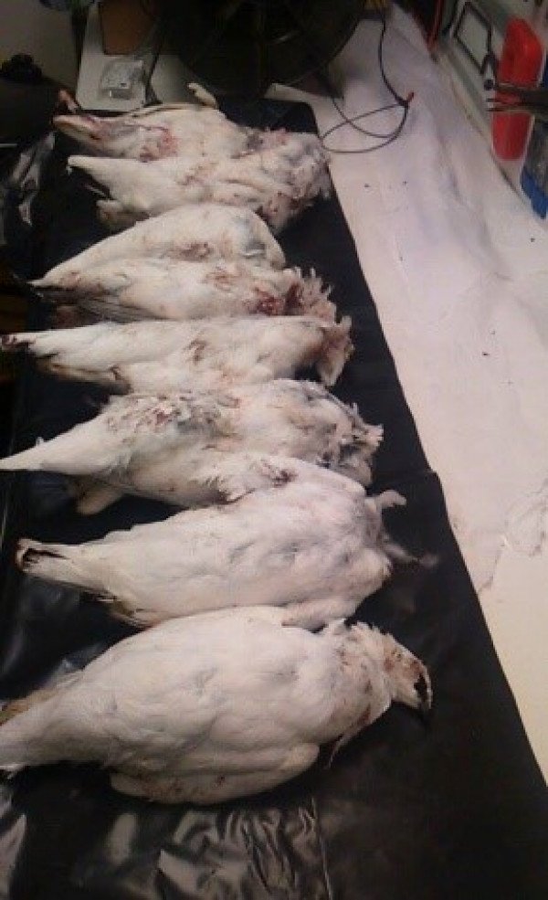 Rjúpnaveisla á Nausti