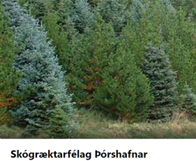 Aðalfundur Skógræktarfélags Þórshafnar 29.10 2022