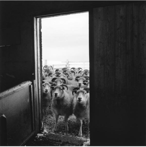 Steinholt  saga af uppruna nafna