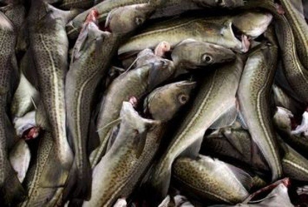 Íbúafundur um sértæka byggðarkvóta á Bakkafirði