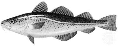 Aflamark Byggðastofnunar