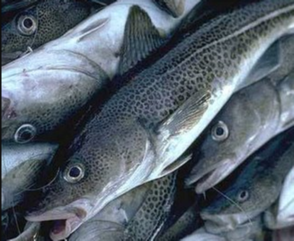 Áskorun til sjávarútsvegsráðherra vegna smábátaveiða